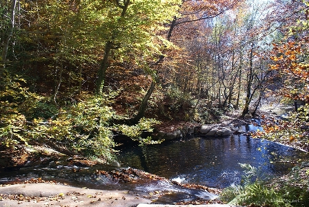 Riachuelo en el montsey