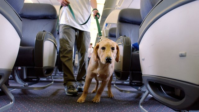 Perros guía en aviones