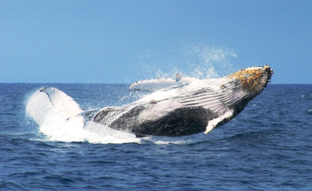 avistamiento de ballenas