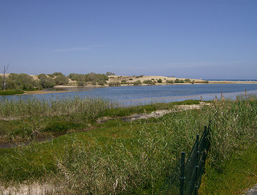 Charca Maspalomas