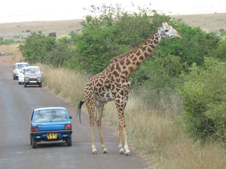 girafa cruzando la carretera