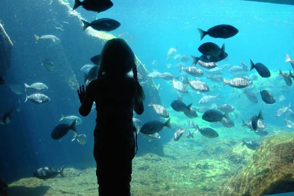 Los niños disfrutarán mucho visitando este acuario neoyorkino