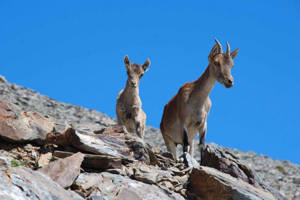 Sierra Morena es una zona con una fauna muy variada de mamíferos