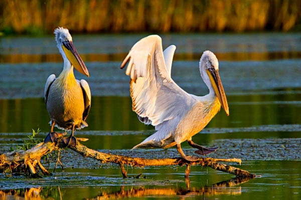 Aves del Delta del Danubio a su paso por Rumanía