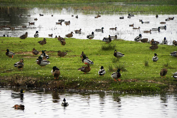 Aves migratorias en el Parque Natural Aiguamolls de L'Emporda
