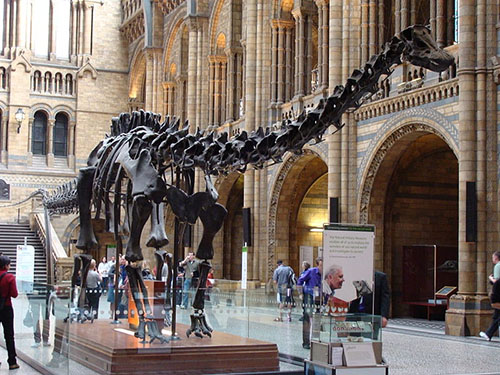 Diplodocus