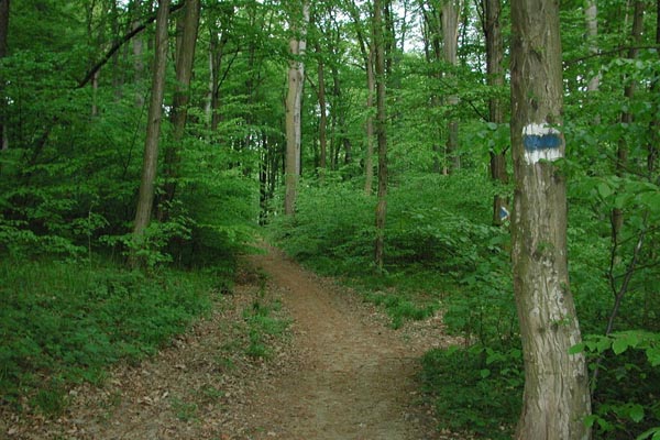 Sendero de una de las excursiones por estos bosques cerca de la ciudad de Viena