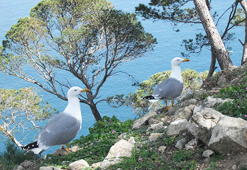 Gaviotas Calpe