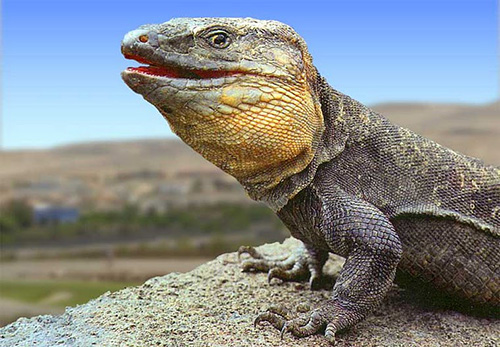 Lagarto Gigante de Gran Canaria