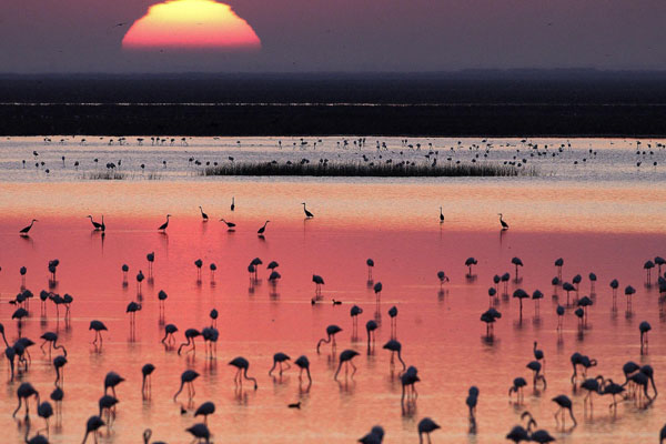 El Parque Natural de Doñana es de los  más importantes de España