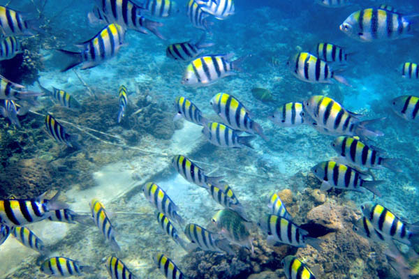 Buceo en Isla Catalina