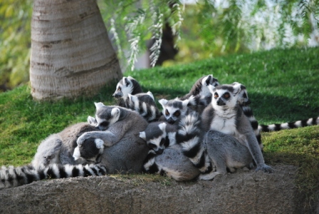 Animales en el Bioparc