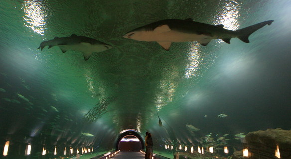 Oceanografic de Valencia